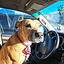 dog, canine, car_interior, steering_wheel, seat, collar, leash, sunlight, portrait, closeup, passenger_seat, dashboard, toyota_logo, windshield, parking_lot, window, tan_coat, expression, nose, whiskers