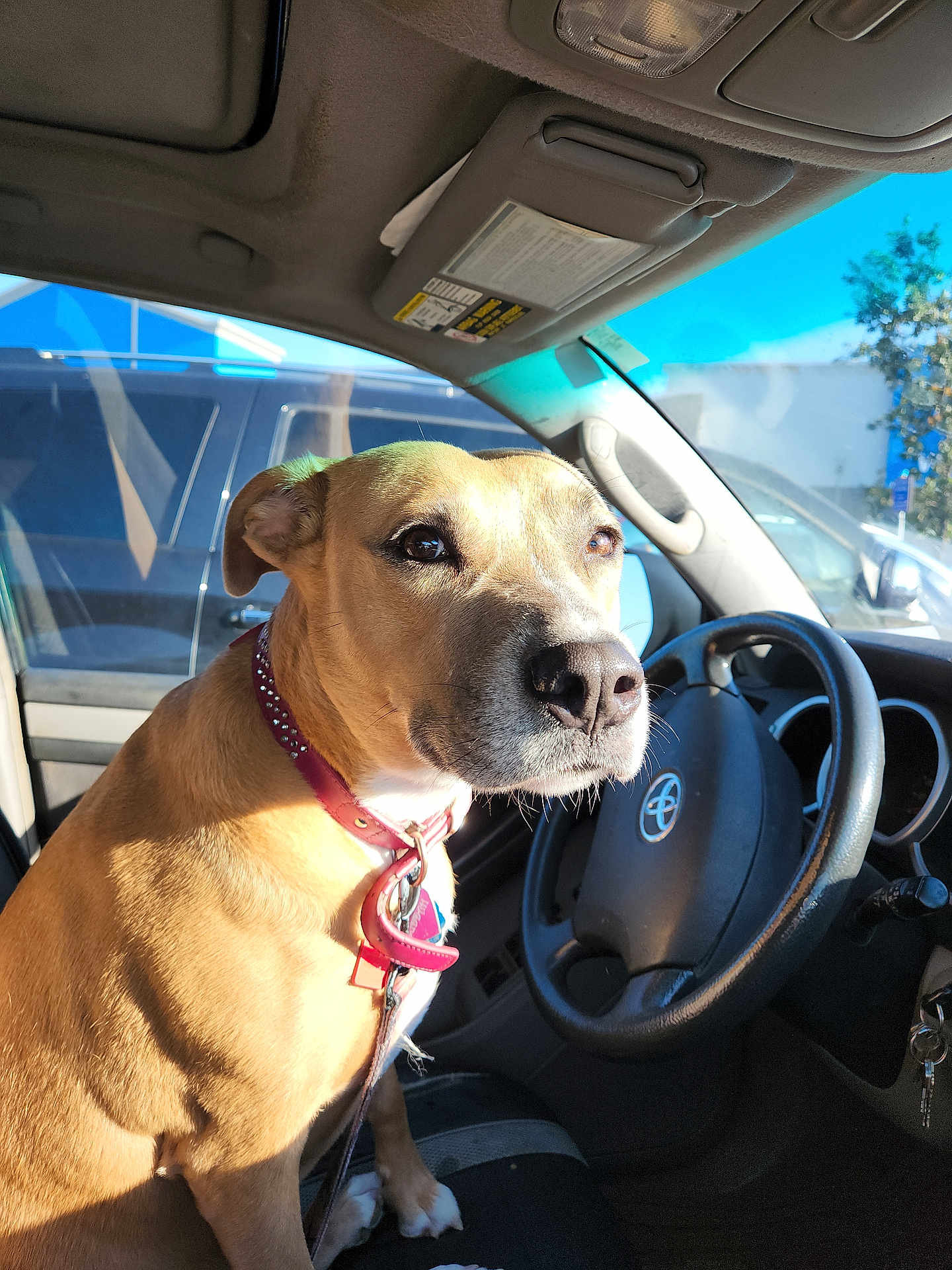 Buddah is registered to the contest to win money with this photo: dog, canine, car_interior, steering_wheel, seat, collar, leash, sunlight, portrait, closeup, passenger_seat, dashboard, toyota_logo, windshield, parking_lot, window, tan_coat, expression, nose, whiskers