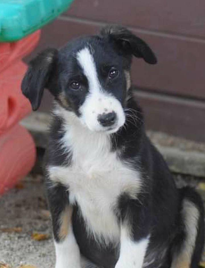 Elfy a rejoint le concours — aidez-le/la à gagner de superbes lots ! australian_collie, borador, border_collie, canidae, carnivore, companion_dog, dog, dog_breed, fur, herding_dog, plant, puppy, sporting_group, terrestrial_animal, whiskers, working_animal, working_dog