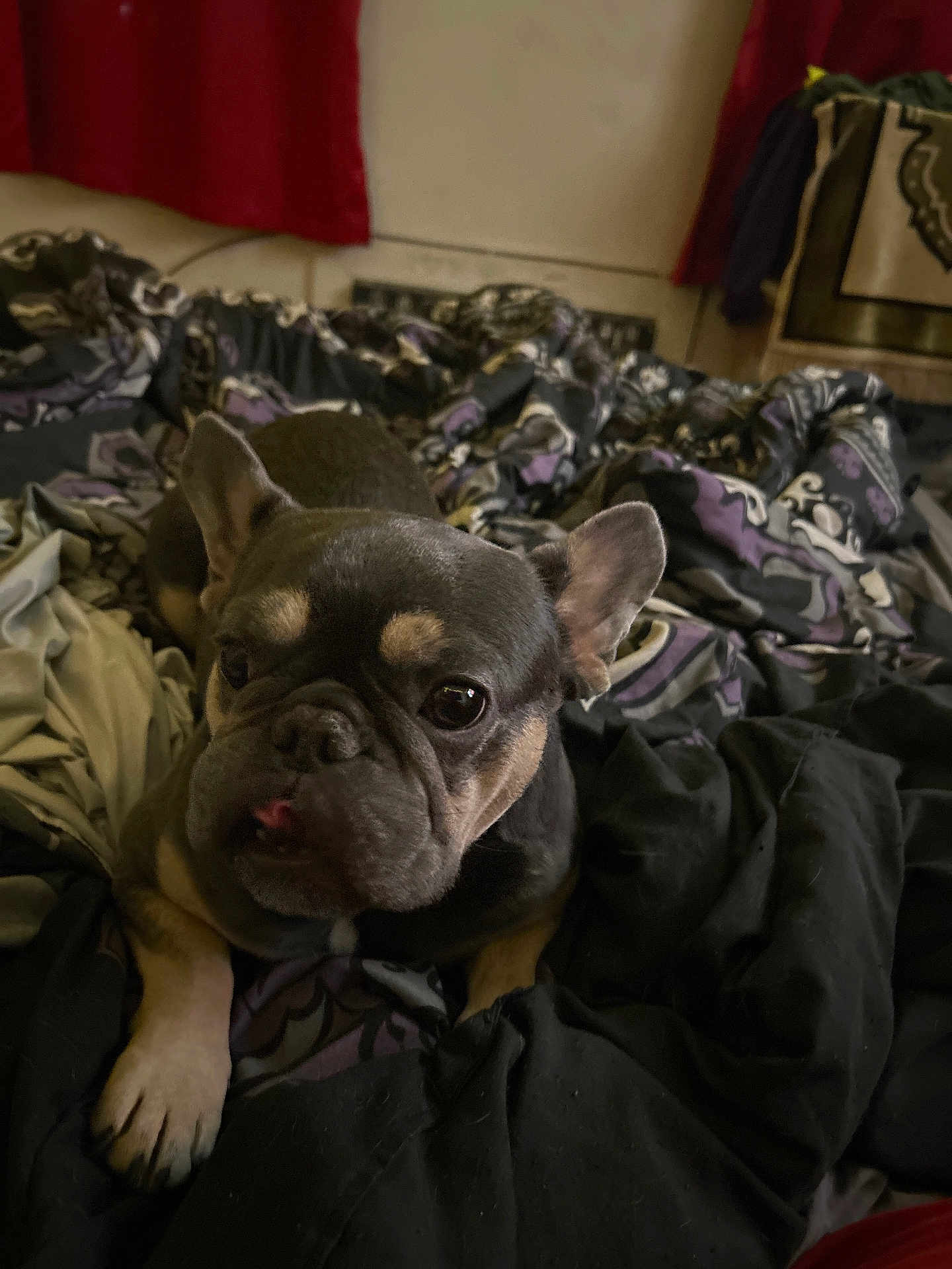 Louie is registered to the contest to win money with this photo: animal, bed, blanket, canine, comfort, cozy, cute, dog, domestic, ears, face, french_bulldog, fur, indoor, looking_up, pet, portrait, resting, sleepy, tongue