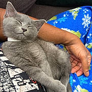 Christian Dior joined the competition — help win amazing prizes! cat, kitten, gray_cat, sleeping, person, hand, lap, blue_pants, snowflake_pattern, cozy, relaxing, furry, pet, indoor, resting, cute, animal, soft, comfort, snuggling