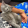 cat, kitten, gray_cat, sleeping, person, hand, lap, blue_pants, snowflake_pattern, cozy, relaxing, furry, pet, indoor, resting, cute, animal, soft, comfort, snuggling