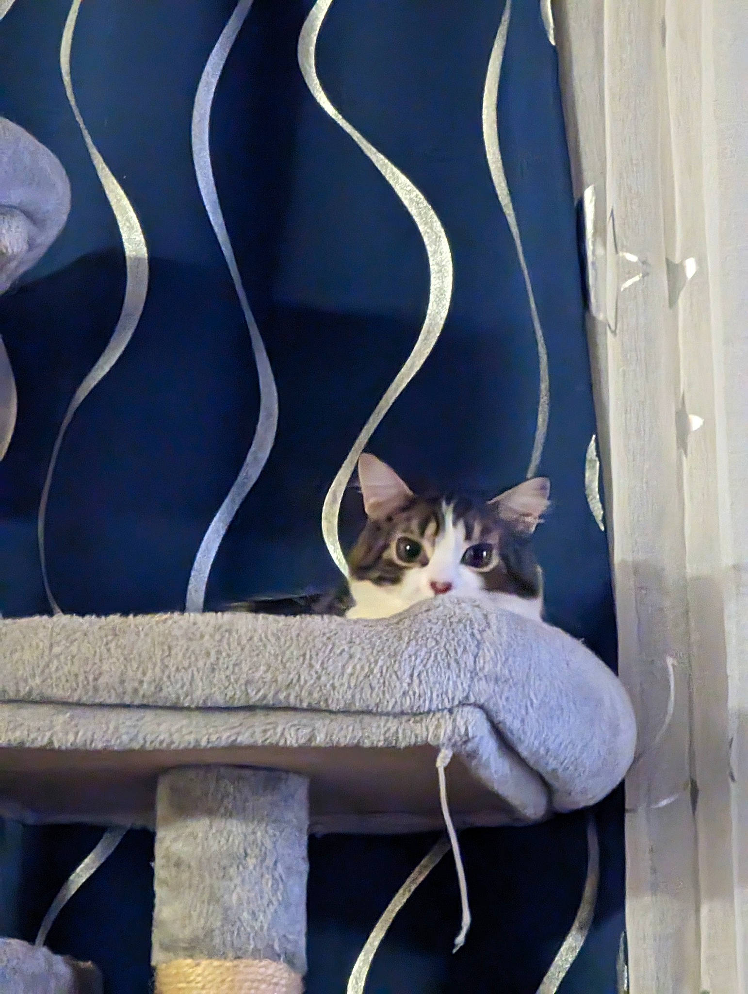 Tiger Lilly joined the competition — help win amazing prizes! bench, carnivore, cat, comfort, domestic_short_haired_cat, electric_blue, felidae, fur, gas, outdoor_furniture, plant, room, sitting, small_to_medium_sized_cats, stairs, tail, wall, whiskers, window, wood