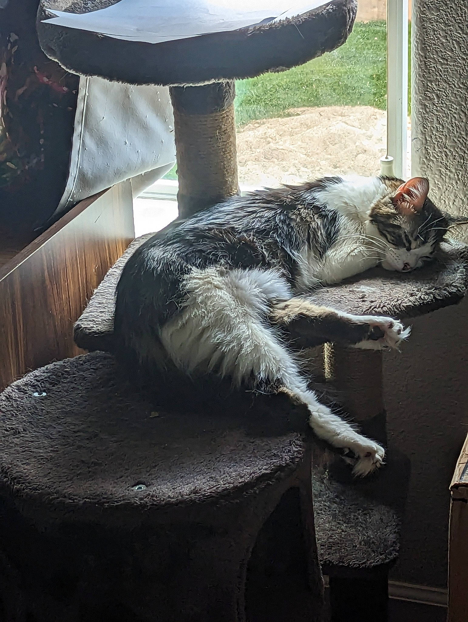 Tiger Lilly joined the competition — help win amazing prizes! bored, carnivore, cat, cat_supply, comfort, domestic_short_haired_cat, felidae, fur, furniture, grey, living_room, plant, small_to_medium_sized_cats, snout, table, tail, terrestrial_animal, whiskers, wildlife, window