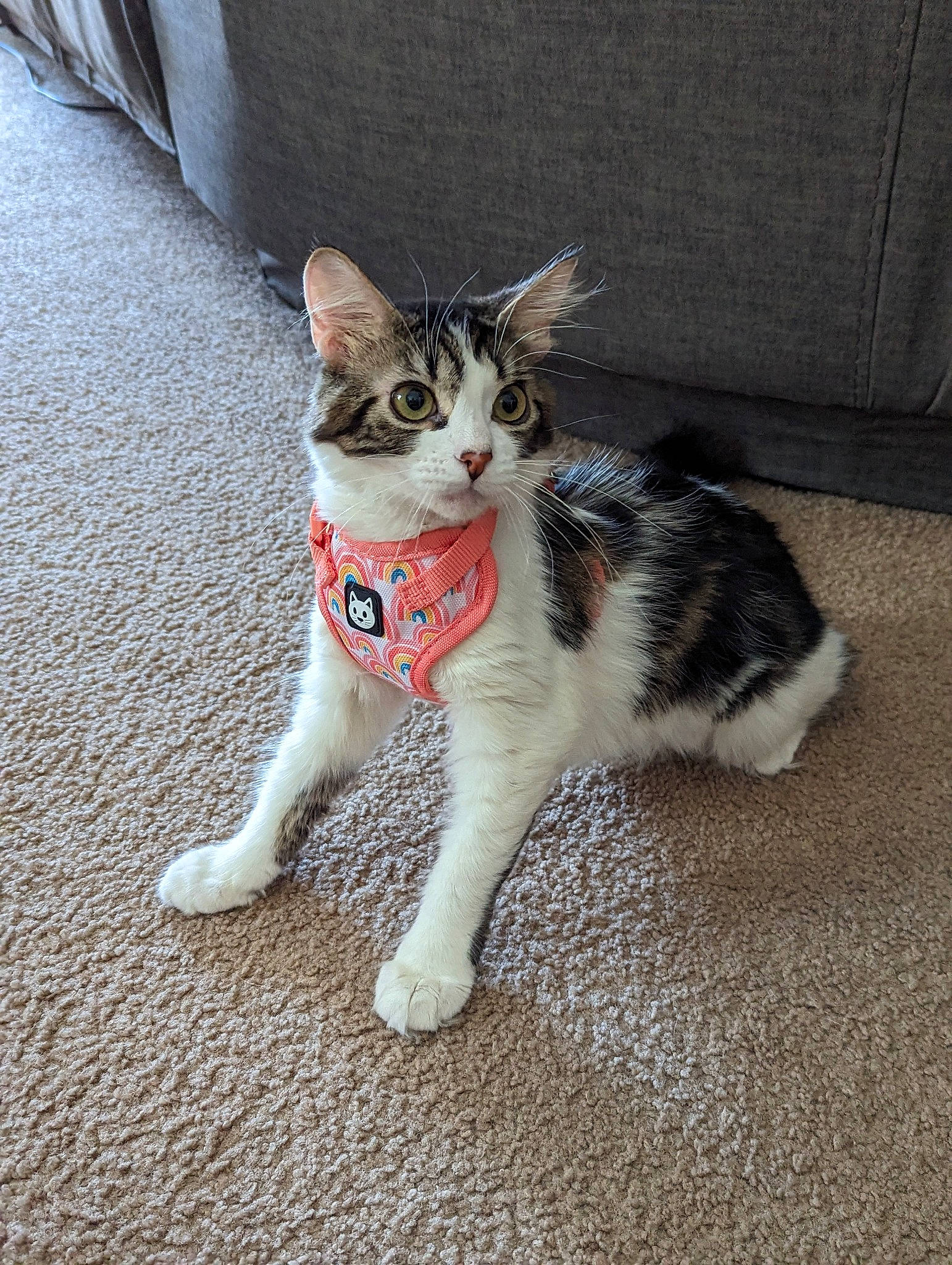 Tiger Lilly joined the competition — help win amazing prizes! art, carnivore, cat, claw, domestic_short_haired_cat, felidae, flooring, foot, fur, human_leg, paw, sitting, small_to_medium_sized_cats, snout, tail, terrestrial_animal, whiskers