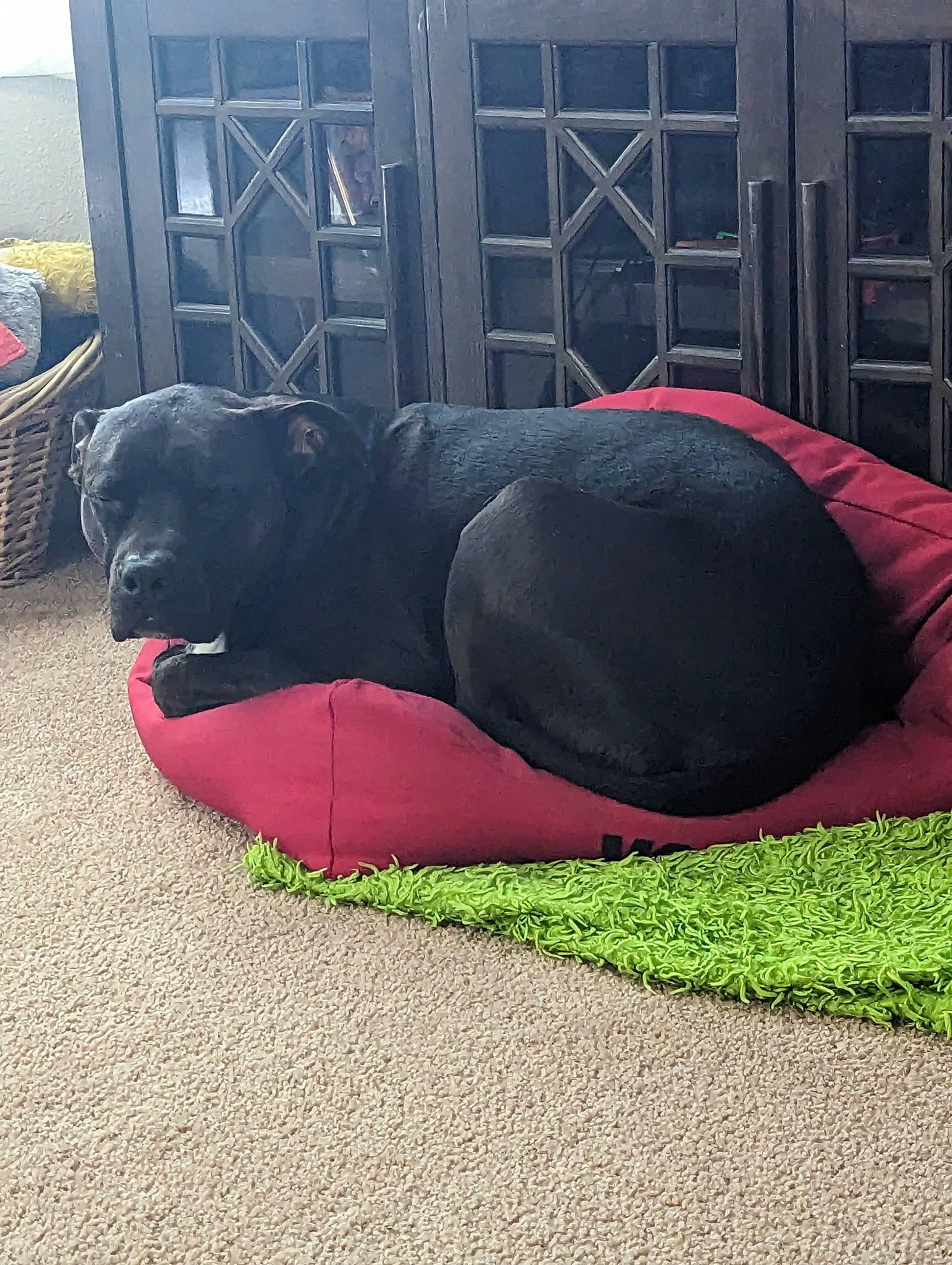 Hercules joined the competition — help win amazing prizes! ball, bean_bag, bean_bag_chair, carmine, carnivore, comfort, companion_dog, dog, dog_breed, dog_supply, flooring, grass, guard_dog, pet_supply, snout, sporting_group, tail, terrestrial_animal, tints_and_shades, working_animal