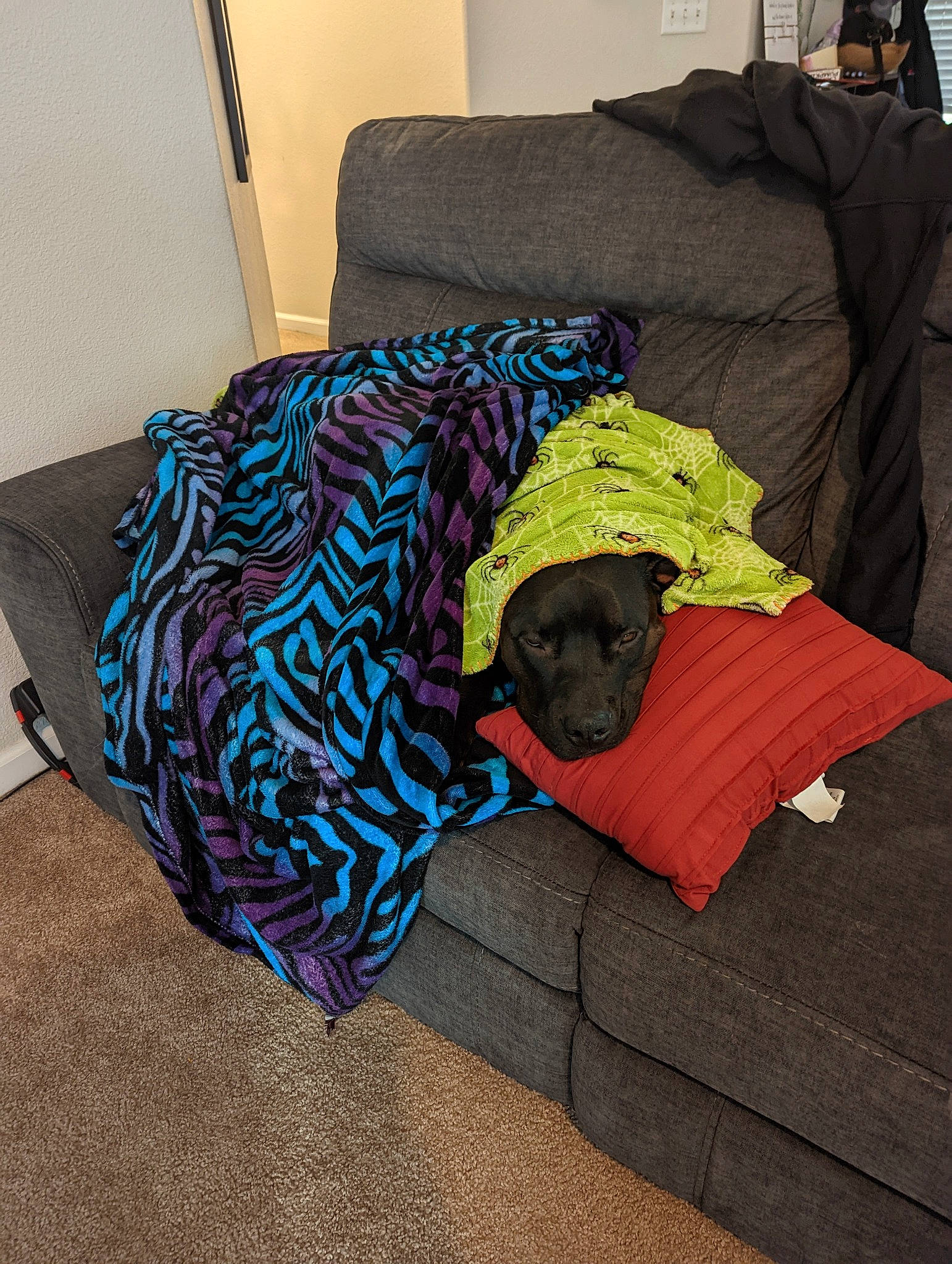 Hercules joined the competition — help win amazing prizes! bag, bedding, bedroom, carnivore, comfort, companion_dog, couch, dog, electric_blue, floor, flooring, grass, hardwood, linens, pattern, pillow, rectangle, room, tints_and_shades, wood