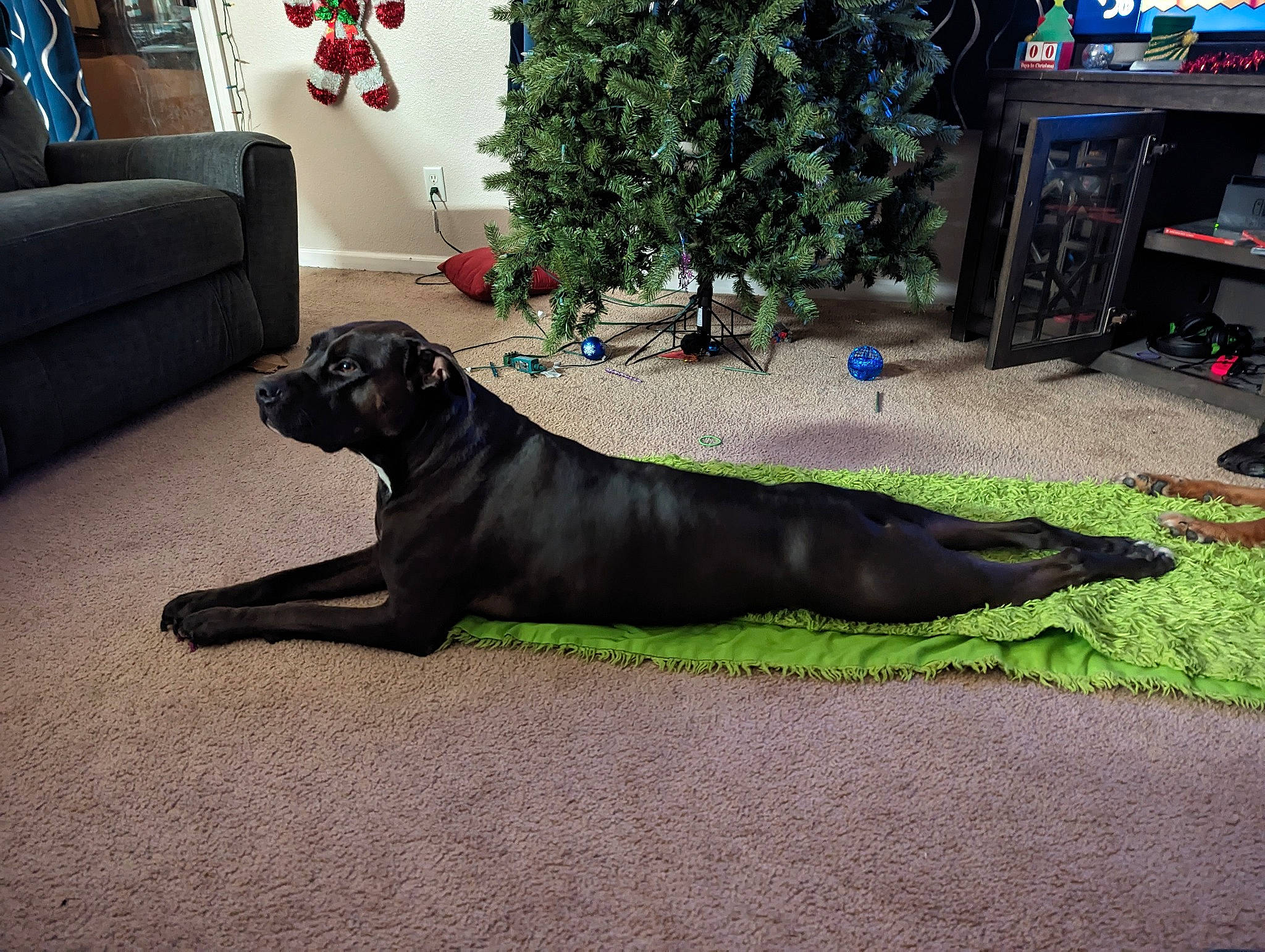 Hercules joined the competition — help win amazing prizes! borador, carnivore, comfort, companion_dog, couch, dog, dog_breed, event, fawn, flooring, grass, guard_dog, gun_dog, houseplant, liver, plant, sporting_group, tail, terrestrial_animal, working_animal