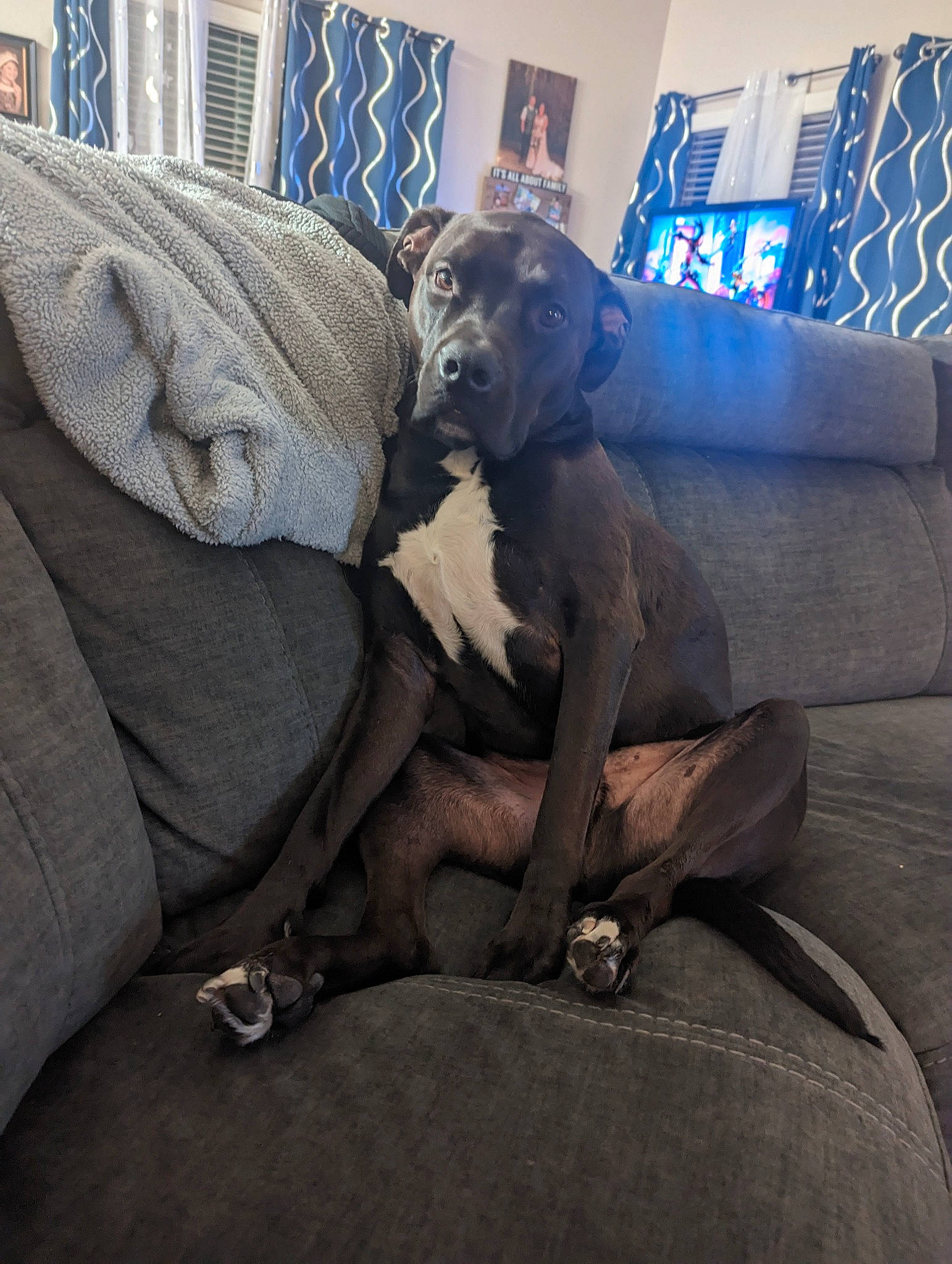 Hercules is registered to the contest to win money with this photo: art, canidae, carnivore, comfort, companion_dog, couch, dog, dog_breed, fawn, fur, grey, human_leg, metal, picture_frame, sculpture, snout, sporting_group, statue, window, working_animal