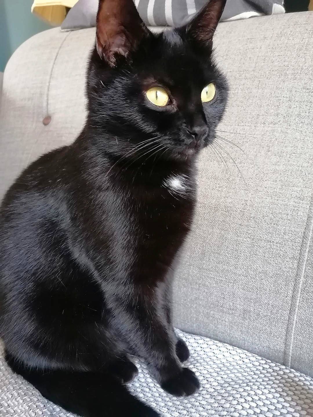 Morticia is registered to the contest to win money with this photo: black_cat, bombay, carnivore, cat, claw, comfort, domestic_short_haired_cat, felidae, fur, havana_brown, paw, small_to_medium_sized_cats, snout, tail, terrestrial_animal, whiskers