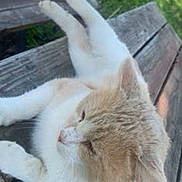 Stinky Pete joined the competition — help win amazing prizes! cat, animal, pet, outdoor, bench, wood, relaxing, sunlight, grass, nature, feline, resting, fur, closeup, daylight, peaceful, mammal, domestic_animal, whiskers, ears