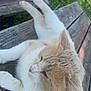 cat, animal, pet, outdoor, bench, wood, relaxing, sunlight, grass, nature, feline, resting, fur, closeup, daylight, peaceful, mammal, domestic_animal, whiskers, ears