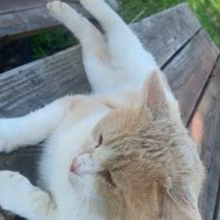Stinky Pete joined the competition — help win amazing prizes! animal, bench, cat, closeup, daylight, domestic_animal, ears, feline, fur, grass, mammal, nature, outdoor, peaceful, pet, relaxing, resting, sunlight, whiskers, wood