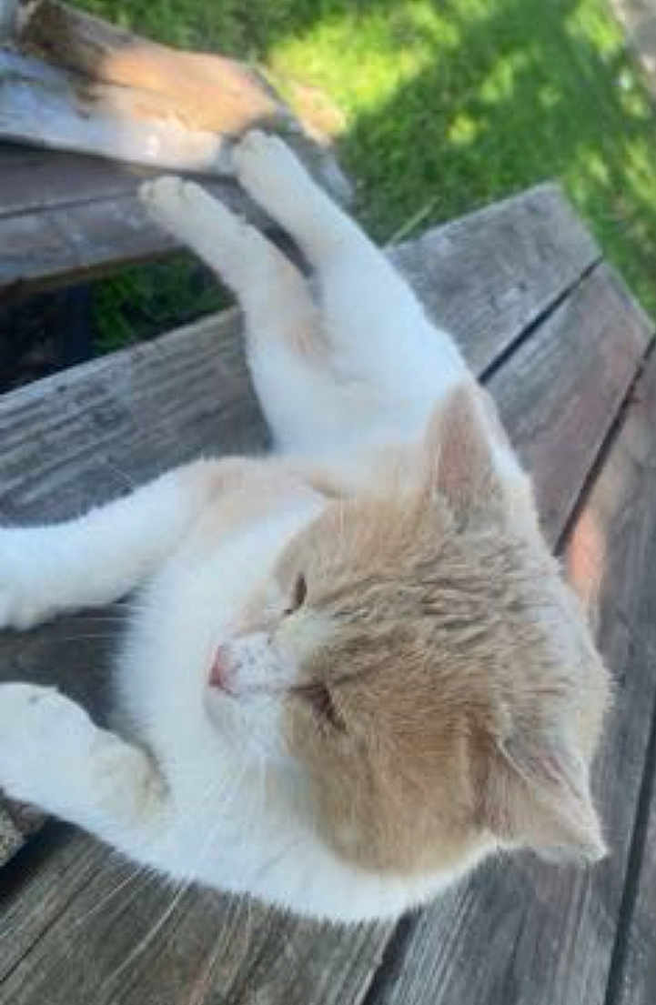 Stinky Pete joined the competition — help win amazing prizes! cat, animal, pet, outdoor, bench, wood, relaxing, sunlight, grass, nature, feline, resting, fur, closeup, daylight, peaceful, mammal, domestic_animal, whiskers, ears