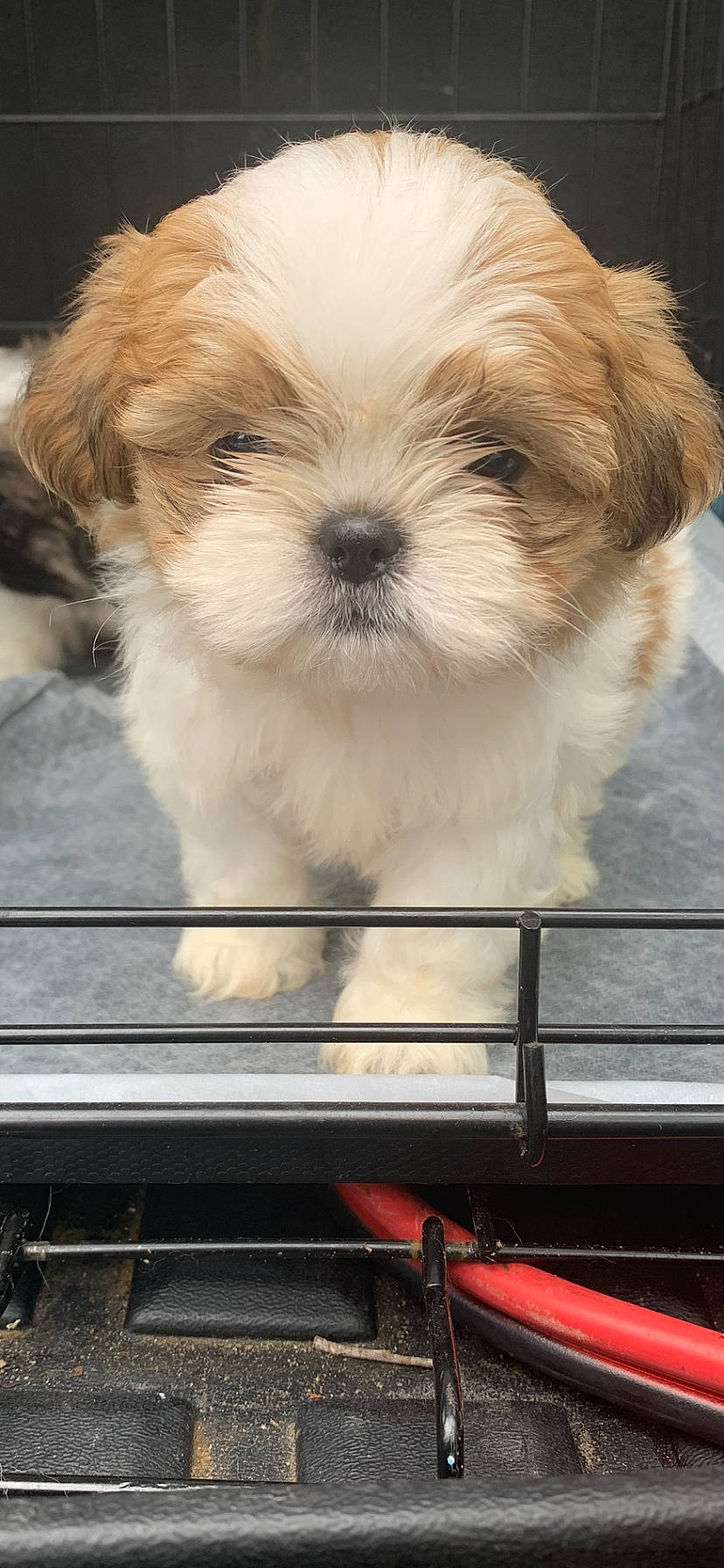 Theo joined the competition — help win amazing prizes! canidae, carnivore, companion_dog, dog, dog_breed, fawn, fence, fur, liver, mal_shi, maltepoo, shih_poo, shih_tzu, small_terrier, snout, sporting_group, terrier, toy_dog, whiskers, working_animal