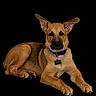 Max is registered to the contest to win money with this photo: dog, puppy, german_shepherd, animal, pet, lying_down, ears_up, collar, tag, brown_fur, black_fur, paw, cute, studio, portrait, isolated, black_background, young, domestic_animal, alert