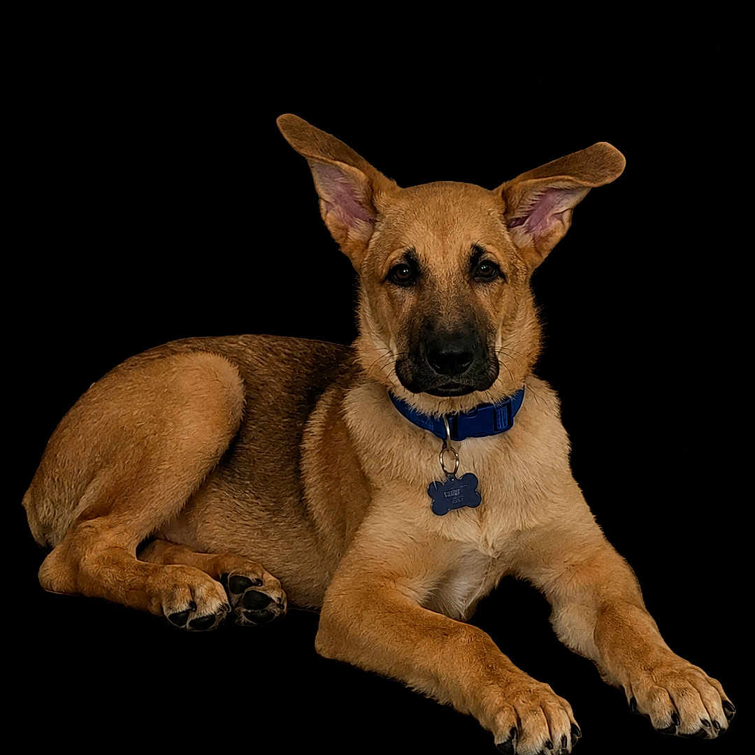 Max is registered to the contest to win money with this photo: dog, puppy, german_shepherd, animal, pet, lying_down, ears_up, collar, tag, brown_fur, black_fur, paw, cute, studio, portrait, isolated, black_background, young, domestic_animal, alert