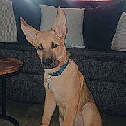 Max is registered to the contest to win money with this photo: dog, puppy, indoor, floor, couch, pillows, window, curtains, ears, collar, pet, animal, brown, sitting, looking, home, living_room, furniture, tile_floor, domestic