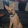 dog, puppy, indoor, floor, couch, pillows, window, curtains, ears, collar, pet, animal, brown, sitting, looking, home, living_room, furniture, tile_floor, domestic