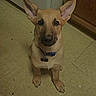 Max is registered to the contest to win money with this photo: dog, puppy, ears, collar, floor, tile_floor, indoor, kitchen, wooden_cabinet, pet, animal, looking_up, sitting, young_dog, cute, brown_dog, canine, domestic_animal, companion, waiting
