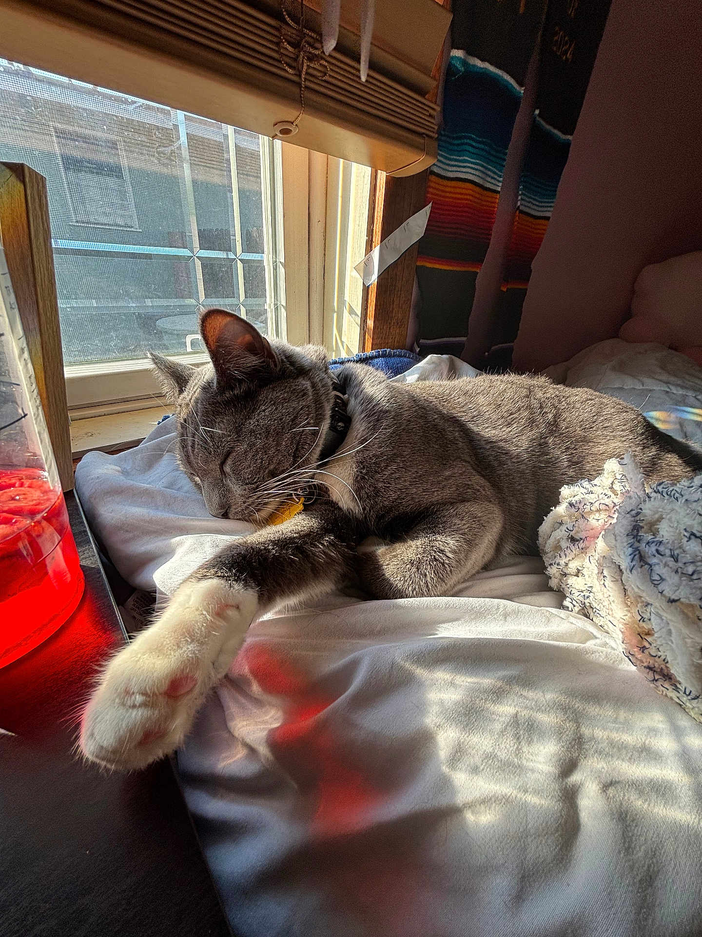 Pinto is registered to the contest to win money with this photo: cat, sleeping, bed, window, sunlight, paw, gray_fur, white_fur, collar, blanket, indoor, cozy, shadow, relaxing, feline, pet, resting, soft_light, home, curtains