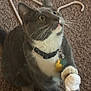 cat, gray_cat, white_paws, collar, tags, carpet, hanger, indoor, pet, whiskers, feline, curious, playful, paw, two_cats, close_up, looking_up, animal, domestic_cat, companionship