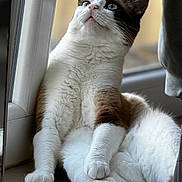 Timothy participe au concours pour gagner de l'argent avec cette photo : cat, blue_eyes, fur, window, floor, relaxed, indoor, curious, sitting, white_fur, brown_patches, paw, natural_light, close_up, pet, animal, cozy, looking_up, whiskers, tile_floor