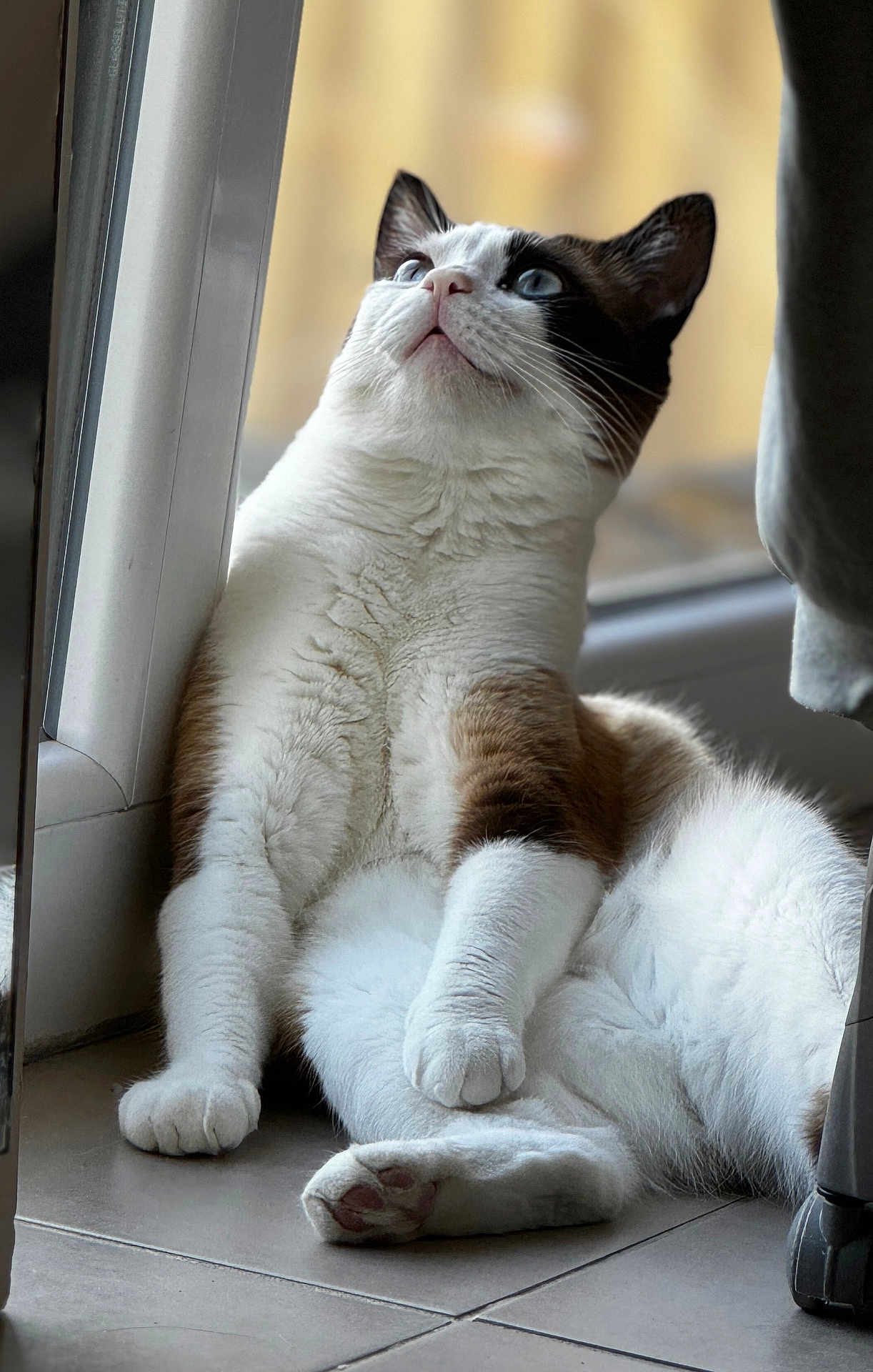 Timothy participe au concours pour gagner de l'argent avec cette photo : cat, blue_eyes, fur, window, floor, relaxed, indoor, curious, sitting, white_fur, brown_patches, paw, natural_light, close_up, pet, animal, cozy, looking_up, whiskers, tile_floor