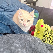 Panini joined the competition — help win amazing prizes! animal, blanket, blue_blanket, cat, closeup, cozy, curious, cute, ears, face, feline, indoor, kitten, pet, plush_toy, resting, soft, toy, whiskers, young