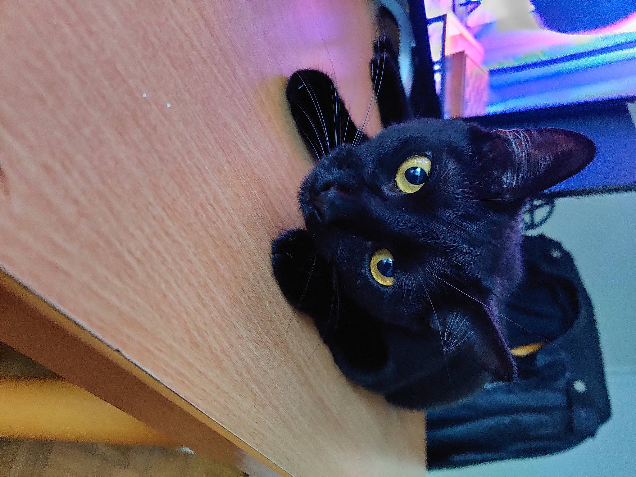 Ghost a rejoint le concours — aidez-le/la à gagner de superbes lots ! black_cat, bombay, carnivore, cat, comfort, domestic_short_haired_cat, electric_blue, felidae, flooring, fur, gadget, hardwood, plywood, small_to_medium_sized_cats, snout, stuffed_toy, tail, whiskers, wood, wood_stain