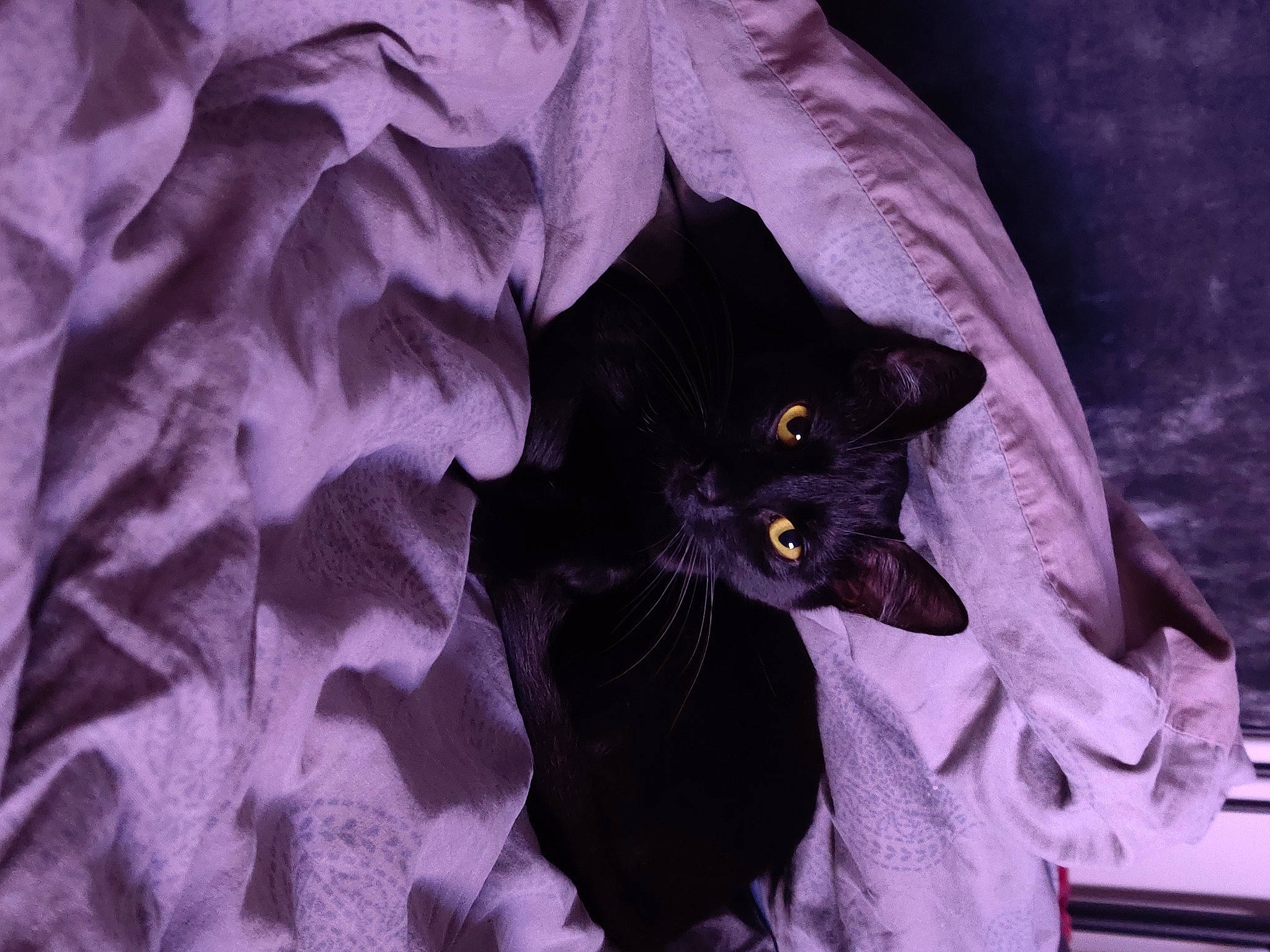 Ghost participe au concours pour gagner de l'argent avec cette photo : black_cat, carnivore, cat, claw, comfort, domestic_short_haired_cat, eye, felidae, fur, grey, havana_brown, monochrome_photography, petal, plant, purple, small_to_medium_sized_cats, snout, tail, violet, whiskers