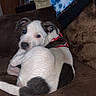 Nakita joined the competition — help win amazing prizes! puppy, dog, couch, brown_furniture, indoor, pet, animal, fur, black_and_white, collar, blanket, living_room, home, cute, small_dog, resting, cozy, looking_back, domestic, companion