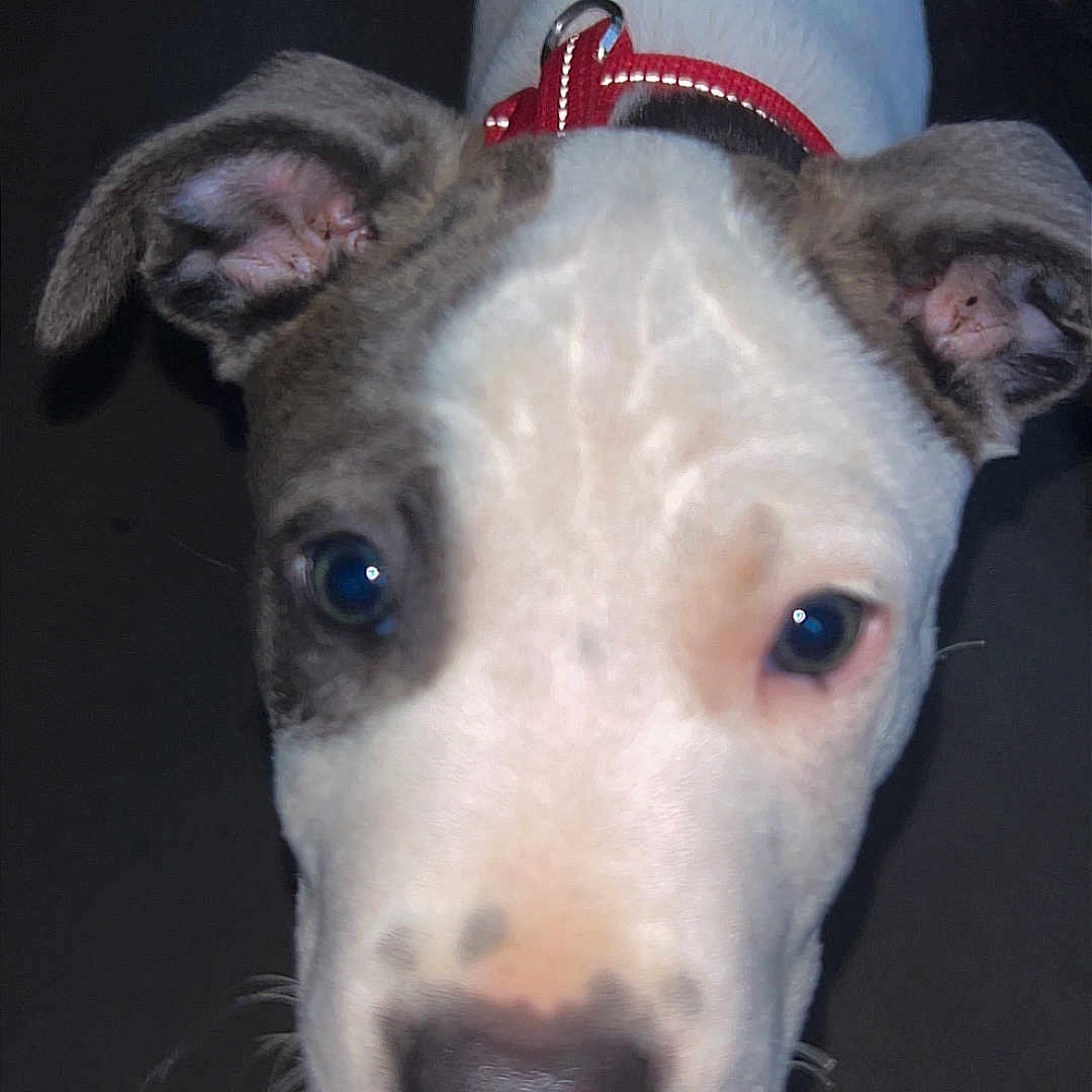 Nakita joined the competition — help win amazing prizes! puppy, dog, pet, close_up, white, brown, red_collar, cute, animal, canine, face, ears, nose, whiskers, looking, young, domestic_animal, portrait, adorable, curious
