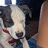 Nakita joined the competition — help win amazing prizes! puppy, dog, pet, indoor, person, denim_shorts, paws, red_harness, window, lamp, furniture, carpet, relaxed, closeup, cute, animal, resting, casual, home, legs