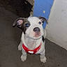 puppy, dog, blue_eyes, red_harness, concrete_floor, wall, blue_wall, white_wall, indoor, pet, young_dog, looking_up, cute, animal, ears, snout, floor, shoe, domestic_animal, small_dog