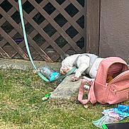 Nakita joined the competition — help win amazing prizes! dog, bulldog, leash, harness, grass, backpack, plastic_bottle, toy, outdoor, wooden_fence, sidewalk, resting, pet, casual, lying_down, greenery, daytime, accessory, tethered, relaxing