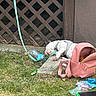 dog, bulldog, leash, harness, grass, backpack, plastic_bottle, toy, outdoor, wooden_fence, sidewalk, resting, pet, casual, lying_down, greenery, daytime, accessory, tethered, relaxing