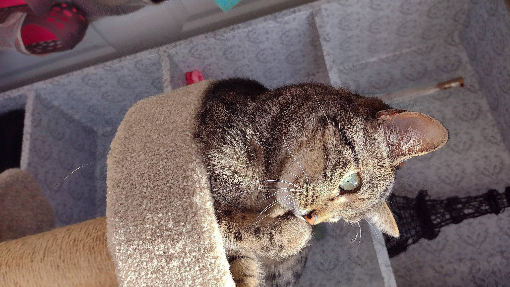 Dottie joined the competition — help win amazing prizes! carnivore, cat, claw, comfort, domestic_short_haired_cat, felidae, fur, grey, nap, paw, small_to_medium_sized_cats, snout, tail, terrestrial_animal, whiskers, window