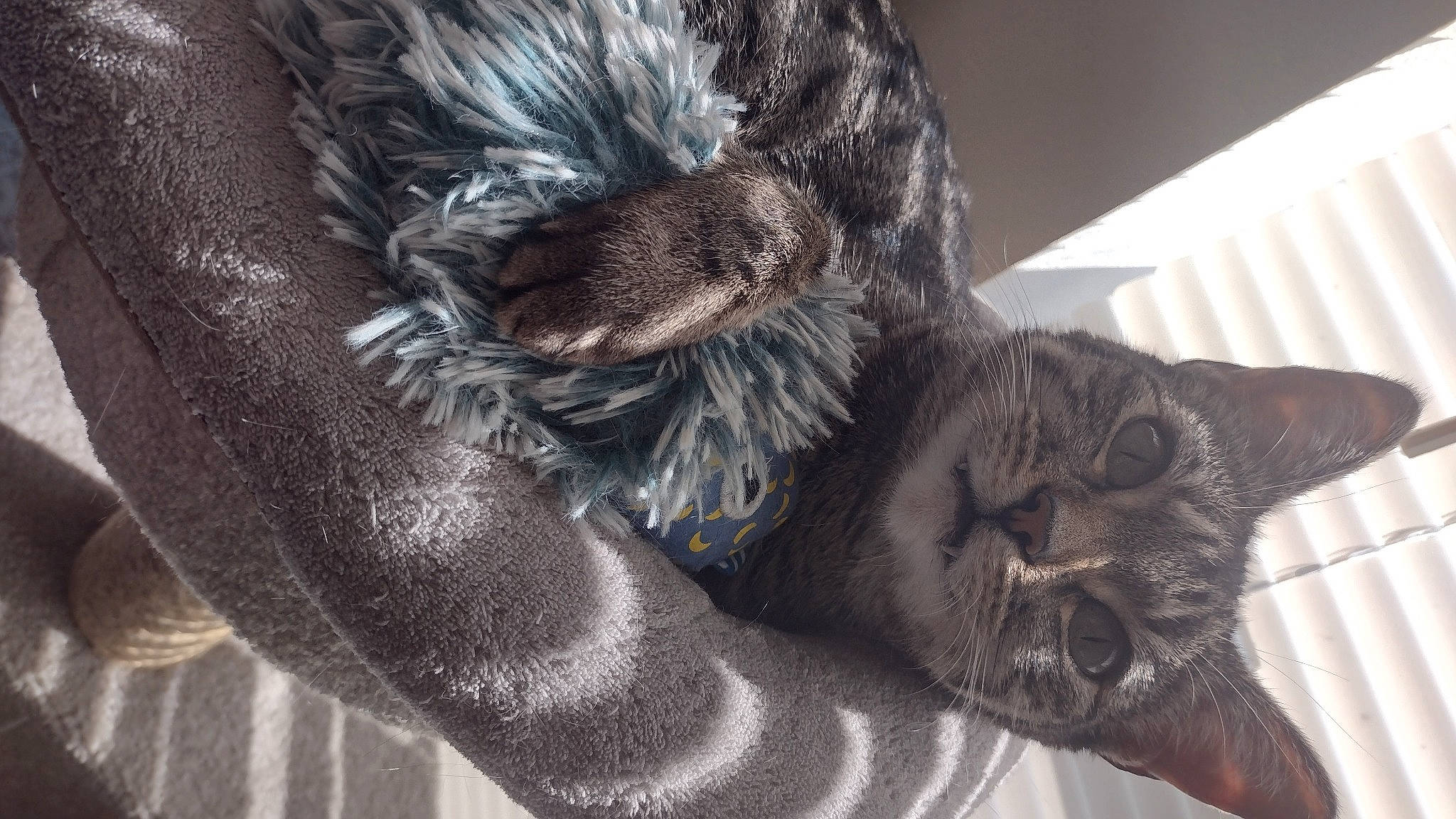 Dottie is registered to the contest to win money with this photo: black_cat, carnivore, cat, claw, comfort, domestic_short_haired_cat, ear, felidae, fur, gesture, grey, mammal, paw, small_to_medium_sized_cats, snout, tail, terrestrial_animal, vertebrate, whiskers