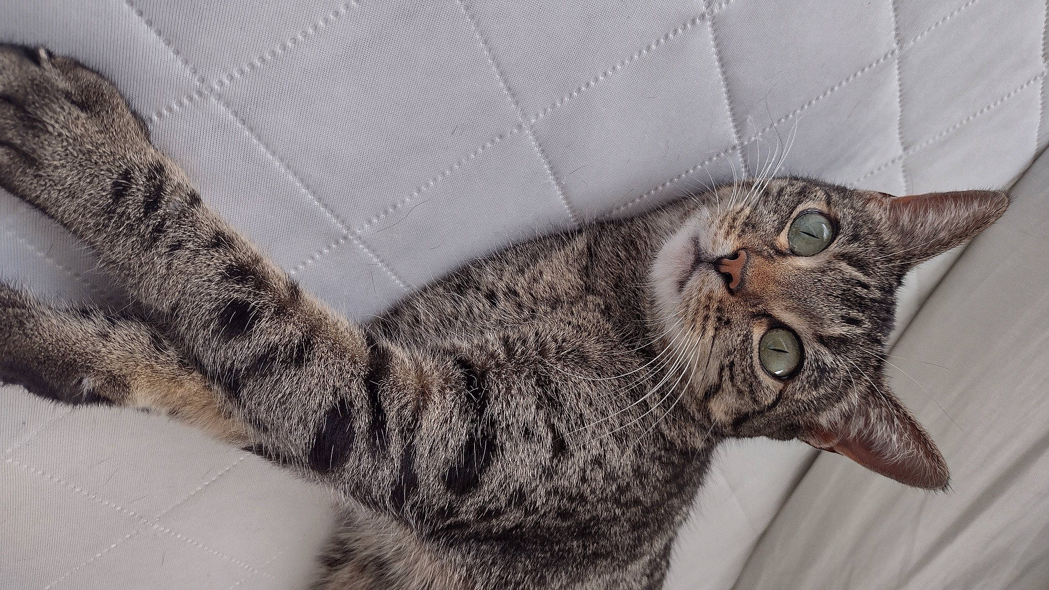 Dottie joined the competition — help win amazing prizes! art, carnivore, cat, claw, domestic_short_haired_cat, eye, fashion_accessory, felidae, fur, grey, pattern, paw, small_to_medium_sized_cats, snout, tree, whiskers