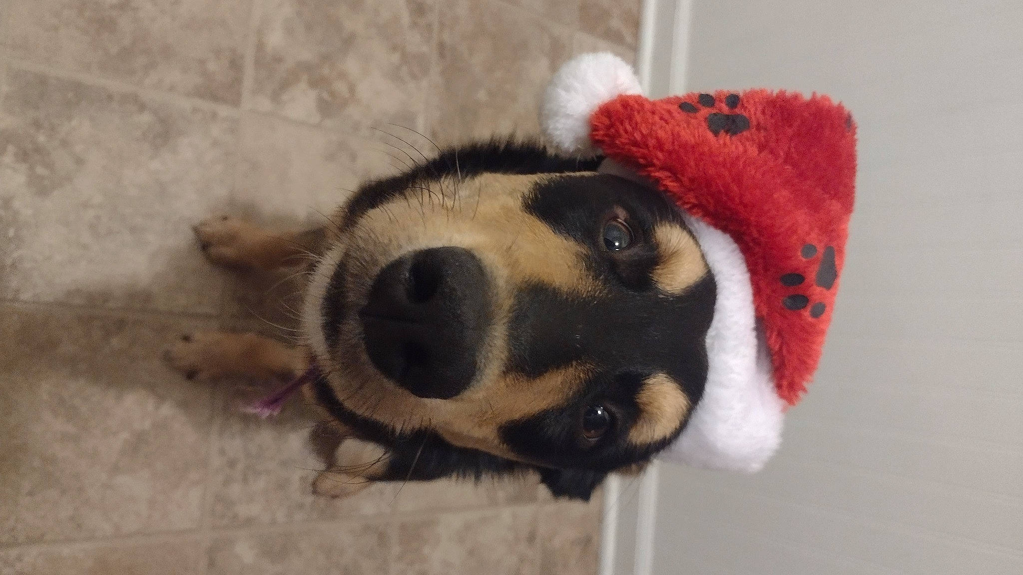 Biscuit is registered to the contest to win money with this photo: carnivore, claw, companion_dog, dog, dog_breed, dog_supply, fawn, flooring, fur, mammal, nap, paw, plush, snout, sporting_group, stuffed_toy, terrestrial_animal, toy, whiskers, working_animal