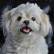 Baxter joined the competition — help win amazing prizes! animal, close_up, dark_background, dog, eyes, face, fluffy, fur, happy, indoor, long_hair, mouth, nose, pet, portrait, sitting, small_breed, smiling, tongue, white_dog