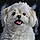 Baxter