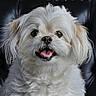 animal, close_up, dark_background, dog, eyes, face, fluffy, fur, happy, indoor, long_hair, mouth, nose, pet, portrait, sitting, small_breed, smiling, tongue, white_dog
