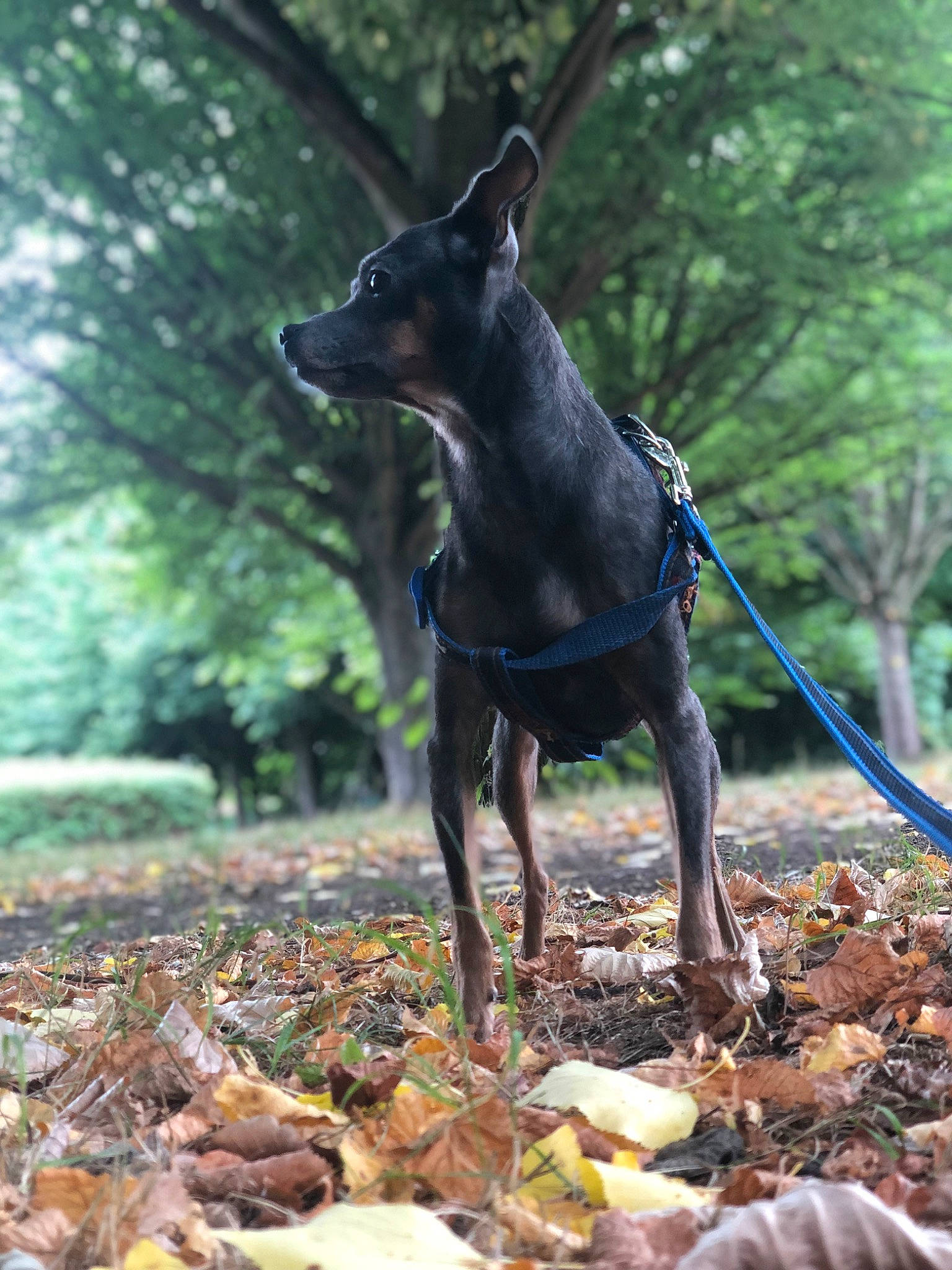 Orka a rejoint le concours — aidez-le/la à gagner de superbes lots ! canidae, carnivore, dobermann, dog, dog_breed, dog_supply, fawn, forest, grass, pet_supply, plant, sculpture, snout, sporting_group, tail, terrestrial_animal, tree, wood, woodland, working_animal