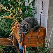 Buzz participe au concours pour gagner de l'argent avec cette photo : animal, cat, curious, domestic_animal, dried_leaves, feline, fluffy, garden, greenery, kitten, leafy, nature, outdoor, pet, plant, relaxed, resting, wood, wooden_planter, young_cat