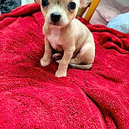Bueno a rejoint le concours — aidez-le/la à gagner de superbes lots ! puppy, dog, small_dog, cute, pet, animal, red_blanket, blanket, bed, indoor, fur, ears, sitting, young, looking_at_camera, cozy, home, comfort, cute_animal, portrait