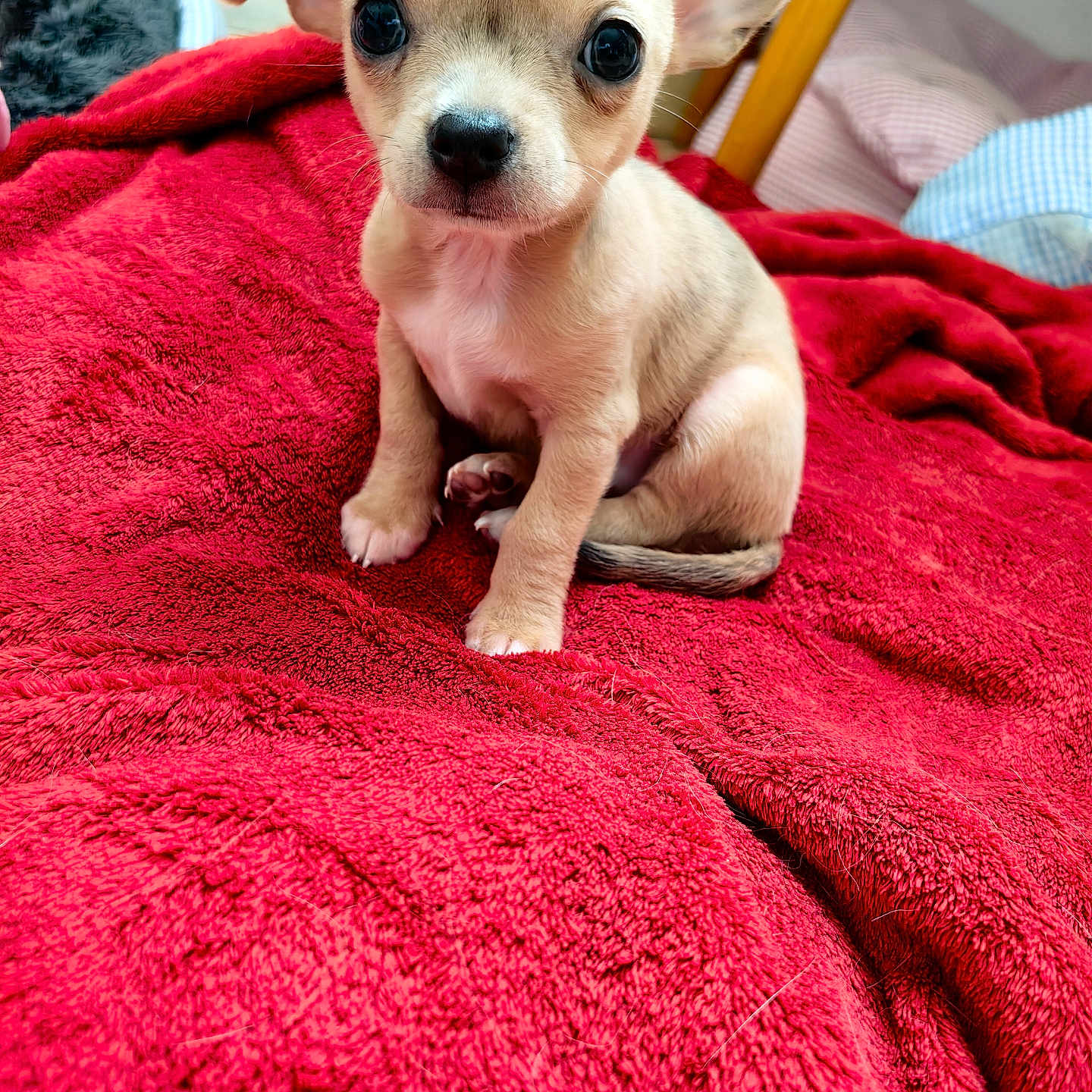 Bueno a rejoint le concours — aidez-le/la à gagner de superbes lots ! puppy, dog, small_dog, cute, pet, animal, red_blanket, blanket, bed, indoor, fur, ears, sitting, young, looking_at_camera, cozy, home, comfort, cute_animal, portrait