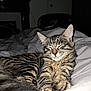 animal, bed, blanket, cat, closeup, cozy, cute, domestic, ears, feline, fur, indoor, paws, pet, relaxed, resting, sleeping, striped, tabby, whiskers