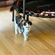 Cinnamon is registered to the contest to win money with this photo: cat, calico, indoor, wooden_floor, trampoline, fitness, pet, animal, curious, green_eyes, collar, domestic_cat, flooring, exercise_equipment, household, furniture, playful, four_legs, tail, whiskers